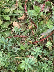 Euphorbia amygdaloides