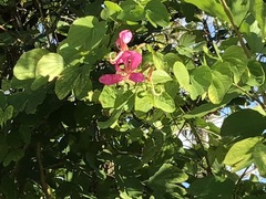 Bauhinia purpurea