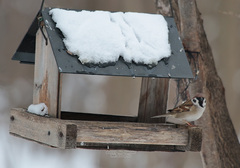 Passer montanus