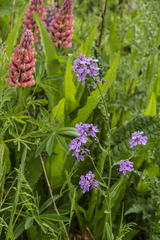 Hesperis matronalis