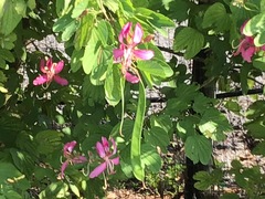 Bauhinia purpurea