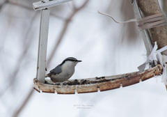 Sitta europaea
