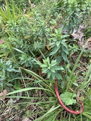 Euphorbia amygdaloides