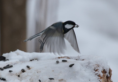 Parus major