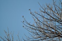 Cecropis senegalensis