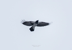 Corvus cornix