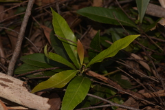 Elaeocarpus reticulatus