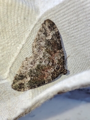 Catarhoe basochesiata