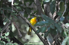 Telophorus sulfureopectus