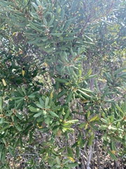Lyonia ferruginea