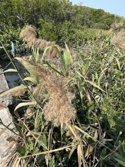 Phragmites australis