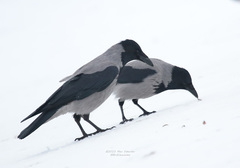 Corvus cornix