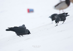 Corvus monedula