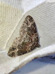 Catarhoe basochesiata