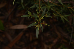 Leucopogon affinis