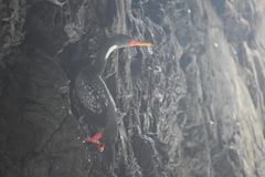 Poikilocarbo gaimardi