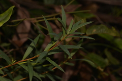Leucopogon affinis