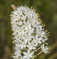Zigadenus