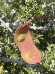 Schotia afra afra