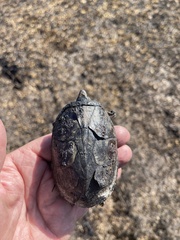 Sternotherus odoratus