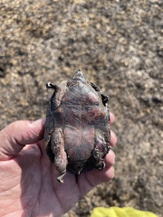 Sternotherus odoratus