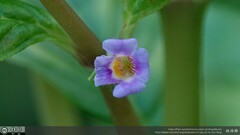 Limnophila rugosa