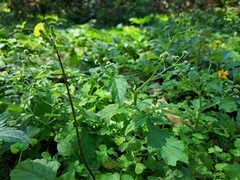 Dichrocephala integrifolia