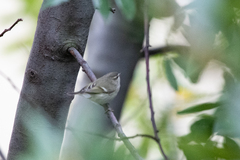 Phylloscopus