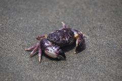 Pilumnoides perlatus