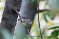 Phylloscopus