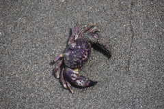 Pilumnoides perlatus