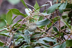 Phylloscopus