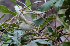 Phylloscopus