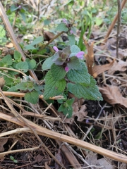 Lamium purpureum