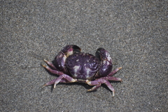 Pilumnoides perlatus