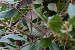 Phylloscopus
