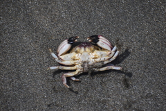 Pilumnoides perlatus