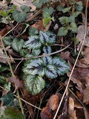 Lamium galeobdolon argentatum