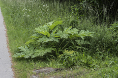Heracleum mantegazzianum