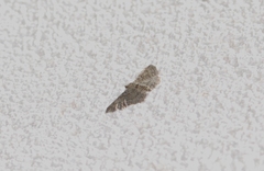 Gymnoscelis rufifasciata