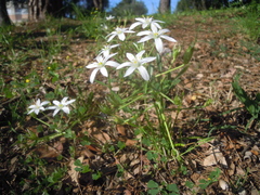 Ornithogalum umbellatum