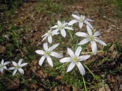 Ornithogalum umbellatum