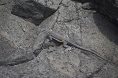 Microlophus peruvianus