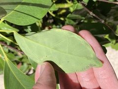 Liriomyza schmidti