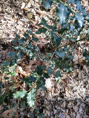 Ilex aquifolium