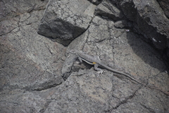 Microlophus peruvianus