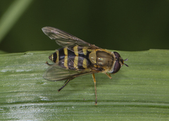 Syrphus torvus