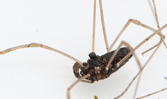 Platybunus