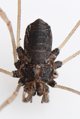 Platybunus