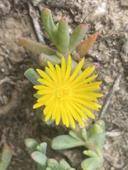 Malephora lutea